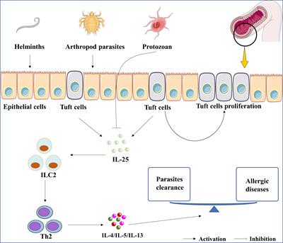 Frontiers | The Potential Roles Of Interleukin-25 In Infectious Diseases